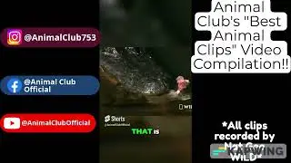 Best Animal Clips Compilation!!