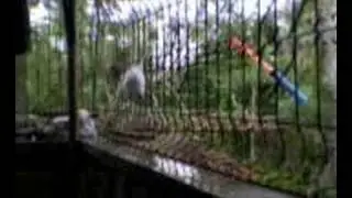 nag uulat