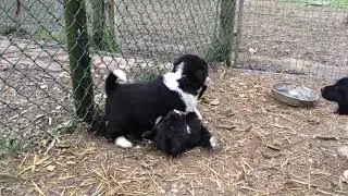 Cuccioli di 1 mese e 6 giorni - da Aktos x Zogcha from Hazrat