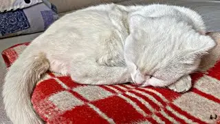 Deaf cat sleeps sweetly / Living with a deaf cat