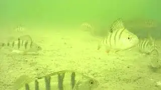 Окунь разбежался