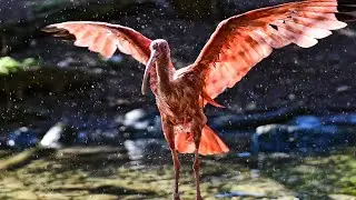Unraveling the Mysteries of Ibises