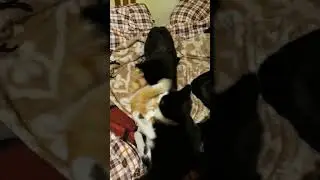 рыжая бестия