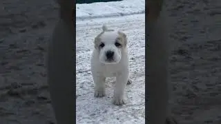 Щенки алабая - Таёжный Талисман Фенечка.  