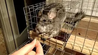 Шиншиллка просит лапкой вкусняшку:) The chinchilla asks for a treat with her paw :)