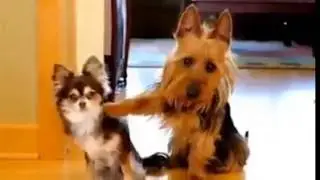 Música meu melhor amigo - não abandone o seu cão!