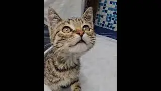 Michiko.ru | Котенок Нарцисса ищет дом. Отдаем бесплатно. Кошки в дар в добрые руки.