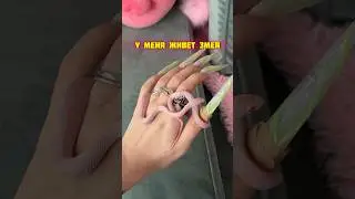 Знакомьтесь – Чуня 🐍 Больше про Чуню в тг «молодая бритни»