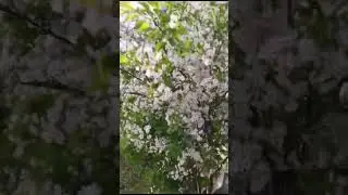 Все в цвету и в аромате