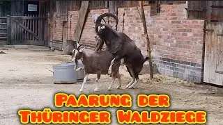 Paarung der Thüringer Waldziege #love #liebe #lovenature