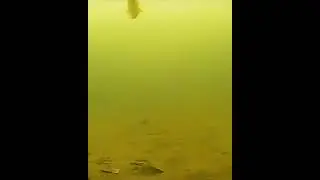 Атака Окуня на мормышку.