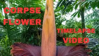 Timelapse Video Of Corpse Flower Growing  From Bulb Over 45 Days