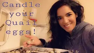 How to candle quail eggs/ candling eggs before lockdown