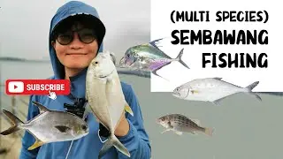 Multi Species SALTWATER AJING at Sembawang #fishinginsingapore #ultralightfishing