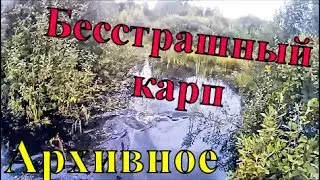 Бесстрашный карп...Архивное...