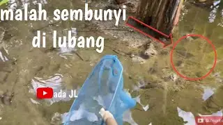 Larva ikan mujair pada kaburrrrr ( DI SEROK SUSAH BANGET )
