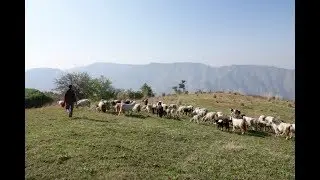 Goat Village, Uttarakhand: Why Our Travel Choices Matter