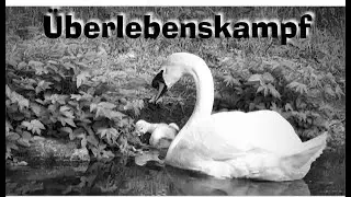 Schwanenweiher - Überlebenskampf oder wie der Nachwuchs sich bemühen muss.