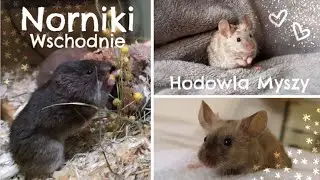 Co u mnie? #5 - Norniki, Hodowla & Wyjaśnienia