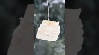 Наши красивые друзья-синички. Our beautiful titmouse friends.