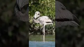 Black & White Flamingo - Strange way of Sleeping  #youtubeshorts #nikonwildlife #pvrmurtyscaptures