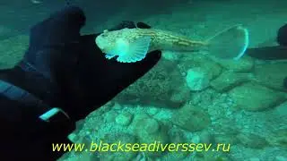 мыс Ай я. Неожиданная встреча.