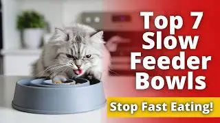 Top 7 best cat slow feeder interactive bowl review (Unexpected) stop fast eating now 2026 guide