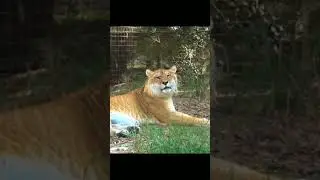 Liger.The largest cat in the world #shorts