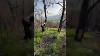 Сгоревшая часть леса Усиша 🌲
