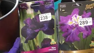 Ирис сибирский и ирис японский. Посадка в горшки