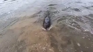 This Rare Video Captures The Terrifying Moment A Rabid Beaver Attacks Me In The River!