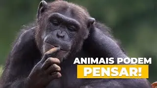 Animais podem PENSAR?