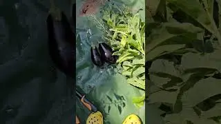 Feeding Chickens Home Grown Lettuce