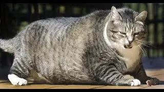 ПРИКОЛЫ С КОТАМИ●КОТИКИ●ПРИКОЛЫ С ЖИВОТНЫМИ●КОТИКИ ПРИКОЛЫ●СМЕШНЫЕ КОТЫ