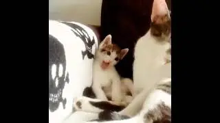 Милота.Котенок повторяет за мамой кошкой