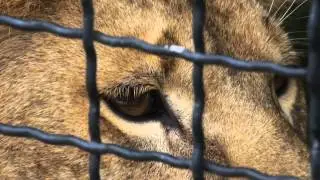 Тайган парк львов  Крым