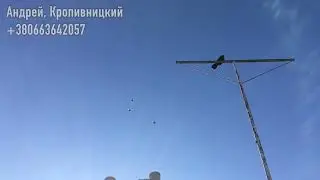 Голуби