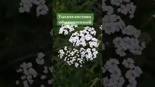 Про тысячелистник.