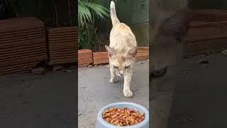 Gatinha de rua nova na casa.
