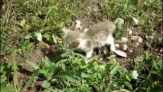 Бездомный котенок