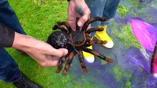 Scary Old Hug steals Kid's Spider Attack Bubble