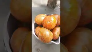 Мой самый любимый томат