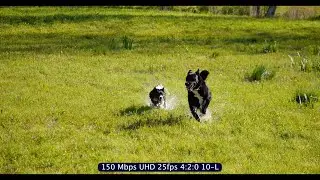 Test express Lumix DC-GH6
