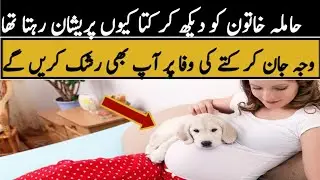 The dog saved a pregnant women from a fatal disease  True story of loyalty