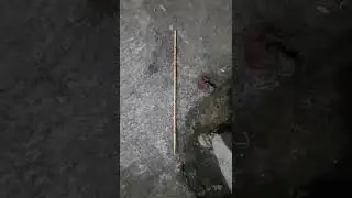 semut gotong royong