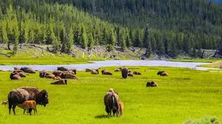 Yellowstone unleashed Roblox