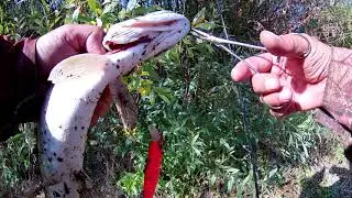Caught pike on Mag Squad 128 SP from BearKing on the first fishing !!! 1 HOUR - FOUR PIKE !!!