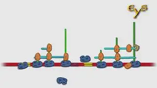 Транскрипция, трансляция и полисомы. Transcription, translation and polysomes