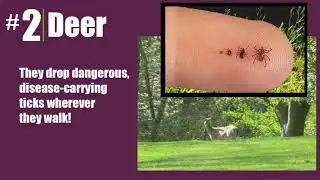 Top 5 Early Spring Problem Pests