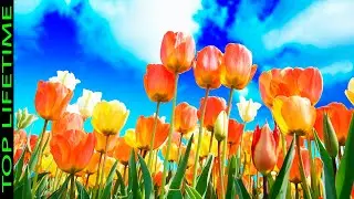 11 Flores Más Hermosas de Primavera